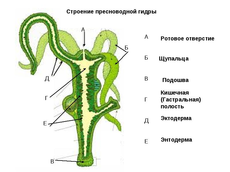 Kraken дарк магазин